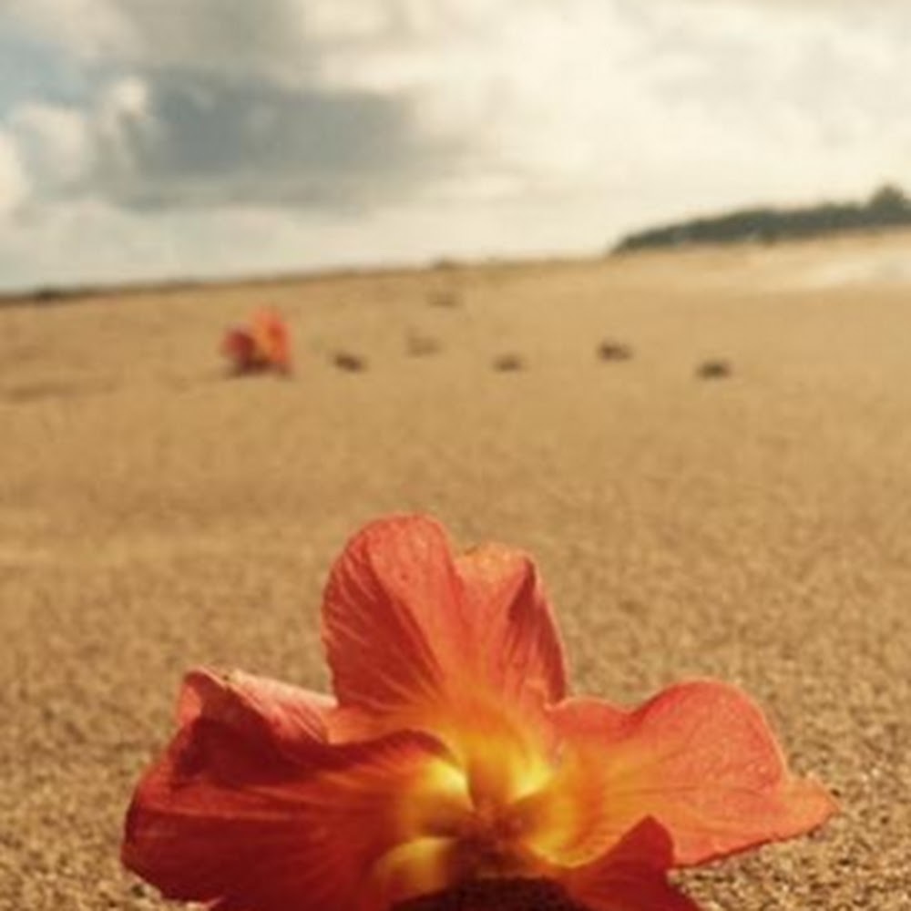 Meet your Posher, Moana